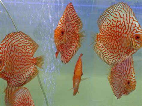 Austin Texas Discus. Our fish are born and raised in Texas..